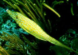 Filefish going with the flow. by Peter Foulds 